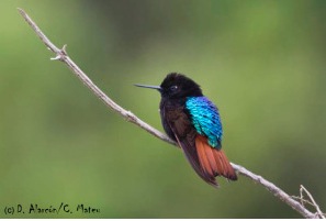 2014-06-12 11.31.05 am