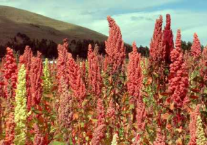 Quinoa