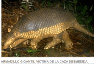 Armadillo