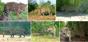 Screen Shot 2015-04-08 at 8.19.42 AM