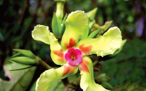Prestonia leco, especie de planta trepadora registrada como endémica.