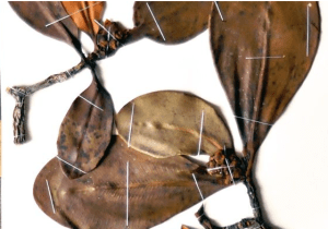 Especie de planta de incienso, identificada en el Catálogo de Plantas Vasculares de Bolivia.