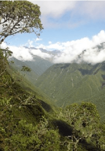 Los bosques de los Yungas albergan la mayor cantidad de especies de plantas.