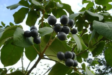 Tarumá