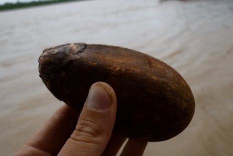Motacú
