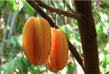 Carambola [star fruit]