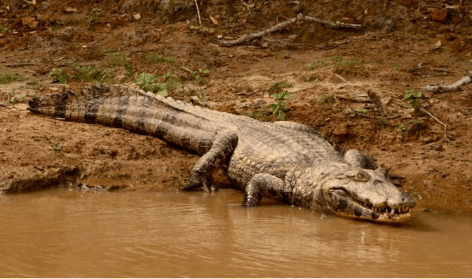 Screen Shot 2015-05-12 at 9.34.02 AM