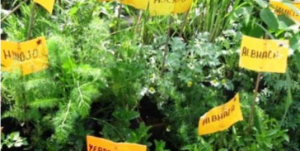 Screen Shot 2015-09-19 at 7.08.31 AM