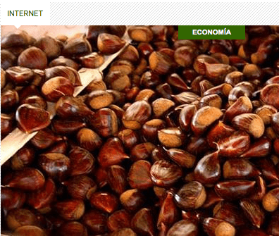 chestnut