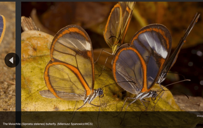 Screen Shot 2016-03-18 at 8.53.31 AM