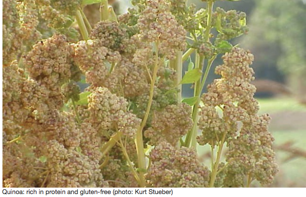 Screen Shot 2016-08-22 at 7.38.27 AM