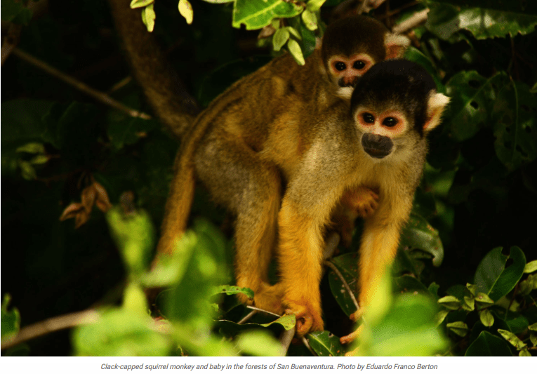 screen-shot-2016-10-13-at-9-09-04-am