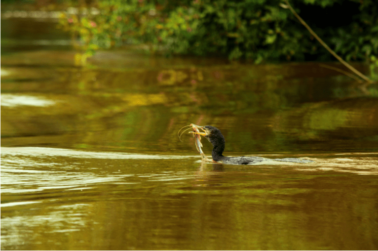 screen-shot-2016-10-13-at-9-11-19-am