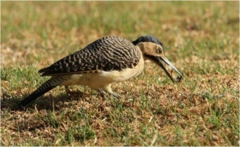 This image has an empty alt attribute; its file name is carpintero-andino.jpeg