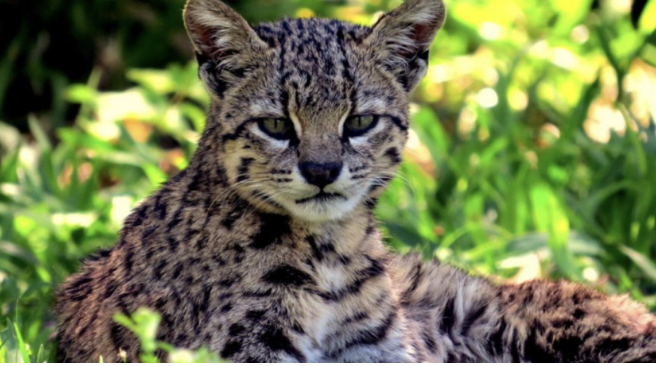 Deadly Virus Threatens Bolivia’s Wild Cats | Virus mortal amenaza a los gatos monteses de Bolivia